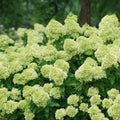 Well-Rooted Hydrangea Live Plant in 2.5 Inch Pot, Hydrangea Tree Shrub Bush Perennial Outdoor Planting (Green)