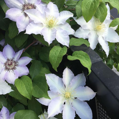 Blue White Clematis Vine Live Plant Clematis Flower Perennial Starter Plant in 2.5 Inches Pot