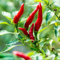 Red White Pepper Plant Live in 2.5 Inch Pot for Planting Outdoor