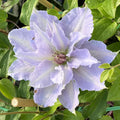 White Blue Clematis Vine Plant Live for Planting, Clematis Plant Live in 2.5 Inches Pot, Clematis Flowers Perennial