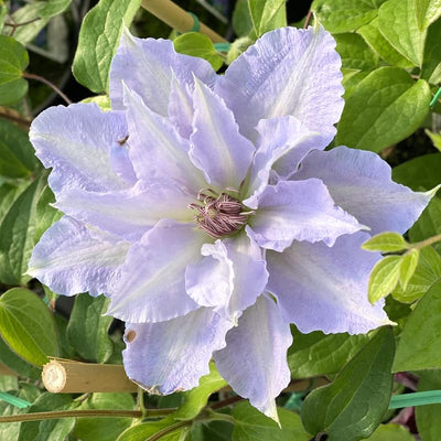 Clematis Vine Plant Live for Planting, White Blue Clematis Plant Live in 2.5 Inches Pot, Clematis Flowers Perennial
