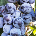 Well Rooted Black Grape Vine Plant, Seedless Black Grape Tree, Fruit Vine Plant Live in 2.5 Inc Pot