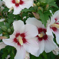 3 White Red Rose of Sharon Live Plant, Ornamental Flower Shrub, 2 Inch Tall