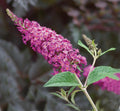 Pink Butterfly Bush Live Shrub Plant in 2.5" Pot, Pink Color