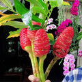 6 Rhizomes Awapuhi Shampoo Ginger Roots 1 Year Old, Fresh Red Ginger Rhizomes Oudoor Planting, Pinecone Zerumbet Zingiber, Ginger Lily Flowers