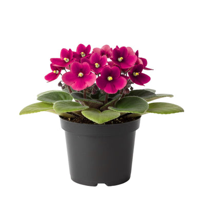 African Violet Plant, Live African Violet Flowers in 4'' Pot, Low-Maintenance Indoor Flowering Plant with Vibrant Blooms (Pink Blooms)