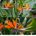 Orange Bird of Paradise Plant Live, 6 to 10" Tall, Well Rooted, Strelitzia Reginae Houseplant Indoor Outdoors Garden
