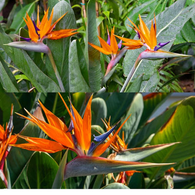Orange Bird of Paradise Plant Live, 6 to 10" Tall, Well Rooted, Strelitzia Reginae Houseplant Indoor Outdoors Garden