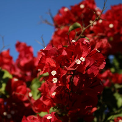 Red Bougainvillea Plant Live, Bougainvillea Flowering Plant Perennial, Rooted Bougainvilleas Trees Starter 6-8 Inches