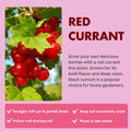 Red Currant Live Plant, 4-7 Inch Tal Potted Berry Plant - Edible Fruit Shrub for Garden, Patio, and Container Growing