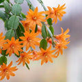 Orange Easter Cactus Live Plant, Hardy Perennial Easter Cactus, Vibrant Blooming Spring Cactus, Indoor Houseplant, Flowering Holiday Cactus, 4–6 Inch Tall
