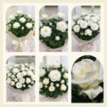 White Mini Rose Plant Live, Miniature Rose Bush in 3.5" Pot, Spring Blooming Mini Rose, 4–5" Tall, Indoor Outdoor Flowering Plant for Home Garden