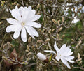 Magnolia Tree Live Plant, Magnolia Flowers Bush, 6-12 Inches Tall, in Pot, Fragrant Magnolia Shrub Ready to Grow (Star Magnolia)