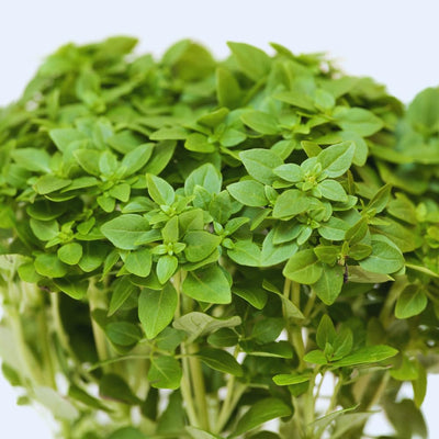 3 Basil Plants, Greek Basil Plants Live for Indoors, Perennial Herb Plant Live, 4 to 6 Inches, No Pot