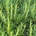 Set 2 Pots Rosemary Plants, Fragrant Rosemary Plants, 4 to 6 Inch Tall, 4 Inch Pot Perennial Herb Plant for Growing