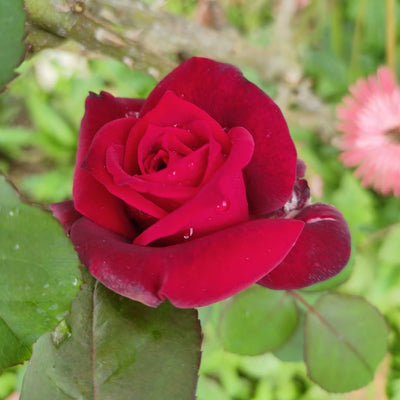 Red Orange Rose Bushes Ready to Plant, Climbing Roses Live Plants Fragrant, 6-8 Inc Tall in Pot, Year-Round Blooming, Can Grow as Bush or Climber