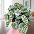 Peperomia Live Plant in 4'' Pot, Peperomia Watermelon Live Plant, 4-6 Inc Tall, Live Houseplant for Home and Office Decoration