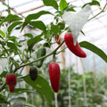 Live Pepper Plants, Jalapeno Pepper Plant, 4 to 8 Inch Tall Plants, Outdoor Garden Pepper Seedling Plant