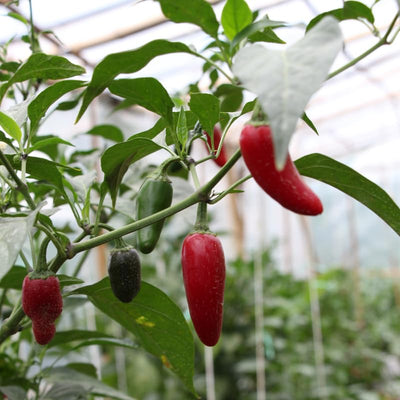 Live Pepper Plants, Jalapeno Pepper Plant, 4 to 8 Inch Tall Plants, Outdoor Garden Pepper Seedling Plant