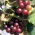 Grape Vine Live Plant 1-2 Year Old, Sweet Grape Plant Live for Growing, Grape Fruit Well Rooted Plant Bareroot (Sweet Muscadine Grape)