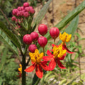 Set 3 Milkweed Plants Live, Red Milkweed Flower Live Plant for Outdoor Indoor Gardening, Well Rooted, 4''