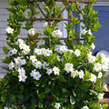 Set 2 of White Mandevilla Plant for Garden, 4 Inc to 7 Inc Tall, Mandevilla Vine Plant Live