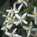 Clematis Vine Plant Live for Planting, Fragrant Clematis Plant Live in 2.5 Inches Pot, Clematis Flowers Perennial