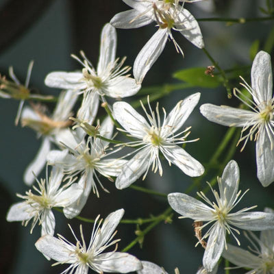 Clematis Vine Plant Live for Planting, Clematis Plant Live in 2.5 Inches Pot, Clematis Flowers Perennial