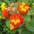 Lantana Live Plant for Planting Outdoors, Set 2 Live Lantana Plants, 4 to 7 Inch Tall, Lantana Perennial Plants, Ready to Plant, Red