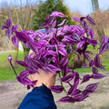 2 Pink Wandering Jew Tradescantia Plants Live in 3.5" Pot, Cold Hardy, Indoor Outdoor Spring Planting