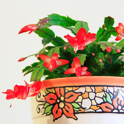 Thanksgiving Cactus Plants Live in 4" Pot, Holiday Christmas Cactus, Colorful Indoor Houseplant, Zygocactus Like, Ready to Bloom (Red)