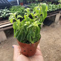 YOKEBOM 1 Aeschynanthus Curly Lipstick Vines 3 Inc Pot, Twisted Lipstick Plants Live for Planting