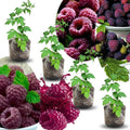 04 Raspberry Plants Live for Planting, Outdoor Spring Fast-Growing, 4-6" Sweet Berry Fruits Seedlings (Glencoe Thornless Raspberry)