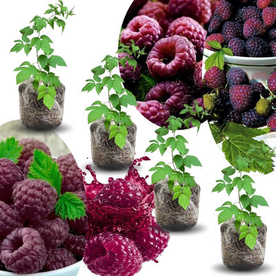 04 Raspberry Plants Live for Planting, Outdoor Spring Fast-Growing, 4-6" Sweet Berry Fruits Seedlings (Glencoe Thornless Raspberry)