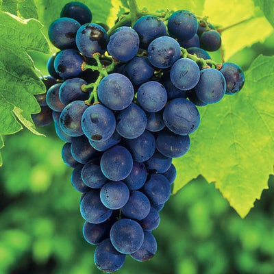 Concord Grape Vine for Planting, Bareroot 1-2 Years Old, Concord Grape Plant Live Sweet Grape Fruits Ready to Grow
