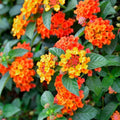 2 Lantana Plants Live, Lantana Live Plants for Planting Outdoors, Perennial Plants, Well Rooted, Red Lantana