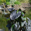 2 Black Colocasia Live Plants, Alocasia Elephant Ear Live Plant for Growing, 4-6" Tall, Cold Hardy, Indoor Outdoor Planting