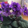 African Violet Plant, Purple African Violets Live Plants, 4 to 6 Inc Tall