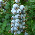 Live Currant Bush Plant Fast Growing, Ready Bear Fruit Within 1 Year - No NC, WV, NH, 6-14" Tall, Great for Backyard or Orchard Growing, Currant Plant (Blue)