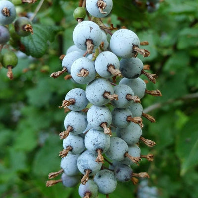 Live Currant Bush Plant Fast Growing, Ready Bear Fruit Within 1 Year - No NC, WV, NH, 6-14" Tall, Great for Backyard or Orchard Growing, Currant Plant (Blue)