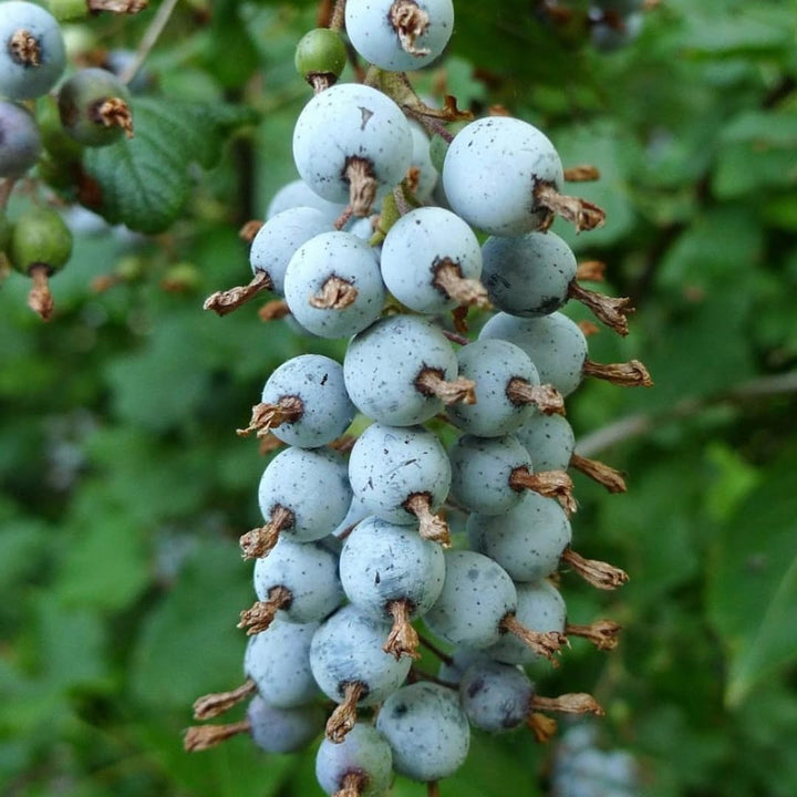Live Currant Bush Plant Fast Growing, Ready Bear Fruit Within 1 Year - No NC, WV, NH, 6-14" Tall, Great for Backyard or Orchard Growing, Currant Plant (Blue)