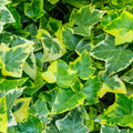 Live English Ivy Plant Indoor, Hardy English Ivy Plant, Variegated English Ivy Plant 4 Inc Pot for Gardening Indoor Outdoor