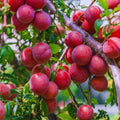 Red Plum Fruit Tree Live Plant, Home Orchard Tree, 3-4 Ft Tall