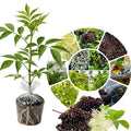 Elderberry Bush Live Plant Tree, 6-12 Inches in Tall Elderberry Shrub Cold Hardy, Sweet American Elderberries Well-Rooted