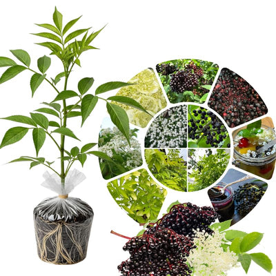 Elderberry Bush Live Plant Tree, 6-12 Inches in Tall Elderberry Shrub Cold Hardy, Sweet American Elderberries Well-Rooted