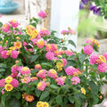 2 Light Pink Lantana Plants Live Trees, Ready to Bloom, Hardy Long Blooming Seasons, Vibrant Colorful Perennial Fragrant, 5-10" in Tall, Full Sun Growing