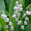 6 Pips White Lily of The Valley Roots, Perennial Lily Flower, Lily of The Valley for Outdoor Garden