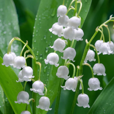 6 Pips White Lily of The Valley Roots, Perennial Lily Flower, Lily of The Valley for Outdoor Garden