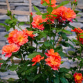 Roses Plant Live, in Pot, Fragrant Roses Flowers, Everblooming Ornamental Garden (Orange)
