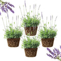 4 Lavender Plants Live Outdoor Indoor, Cold Hardy Fragrant Perennial Herb for Garden and Landscape, 4-8 Inch Tall (Blue Lavender)